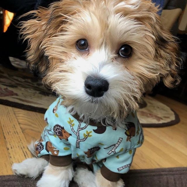 Havanese wearing a cute shirt sitting on the floor