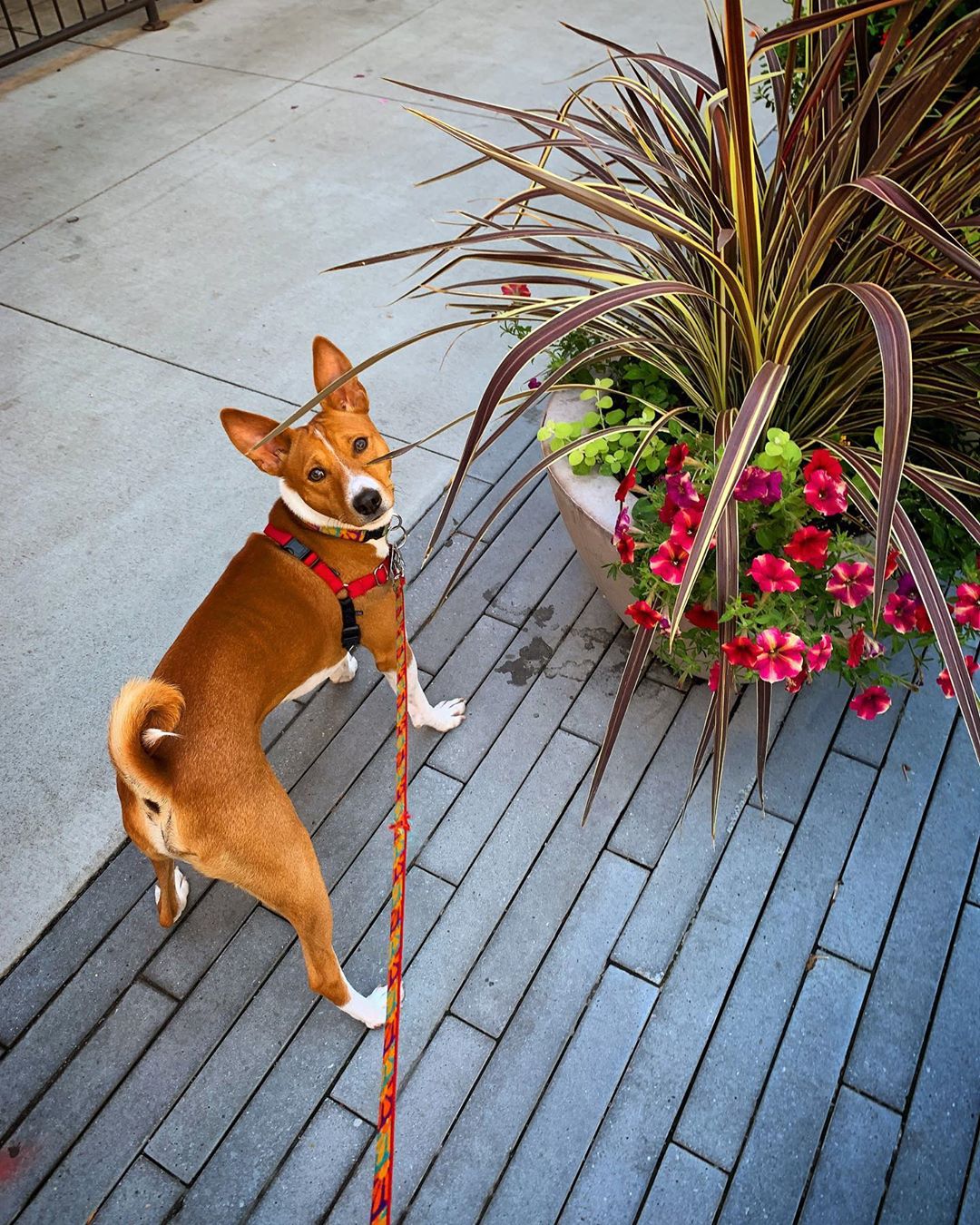 A Basenji standing on the pavement next t a large potted plant