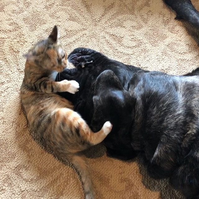 English Mastiff playing with a cat on the floor