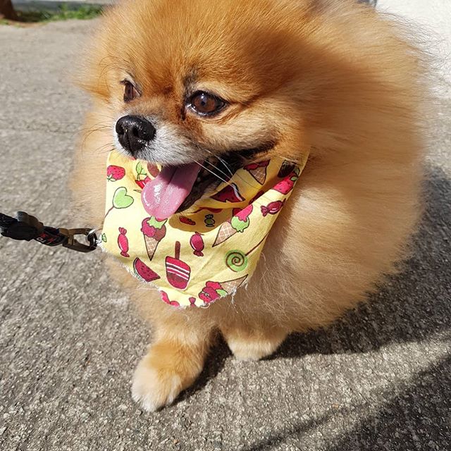 A red Pomeranian wearing a cute scarf while standing on the pavement