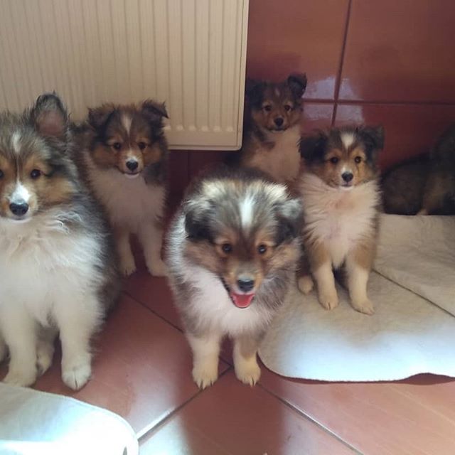 five Shelties sitting on the floor waiting for their food