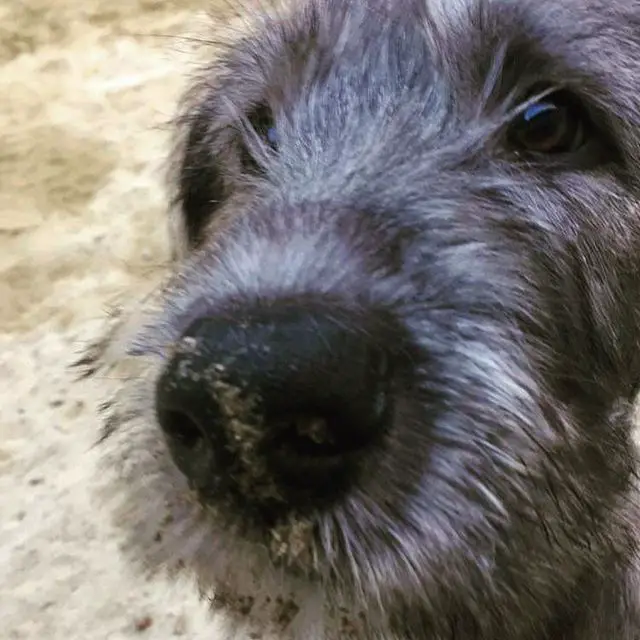 an Irish Wolfhound's puppy face