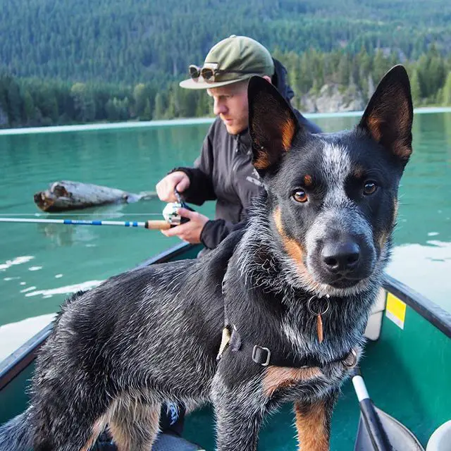 An Australian Cattle Dog standing inside the boat with a man sitting behind him him while their in the lake