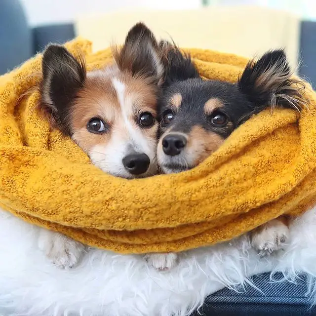 two Shelties with yellow shawl wrapped around their neck together