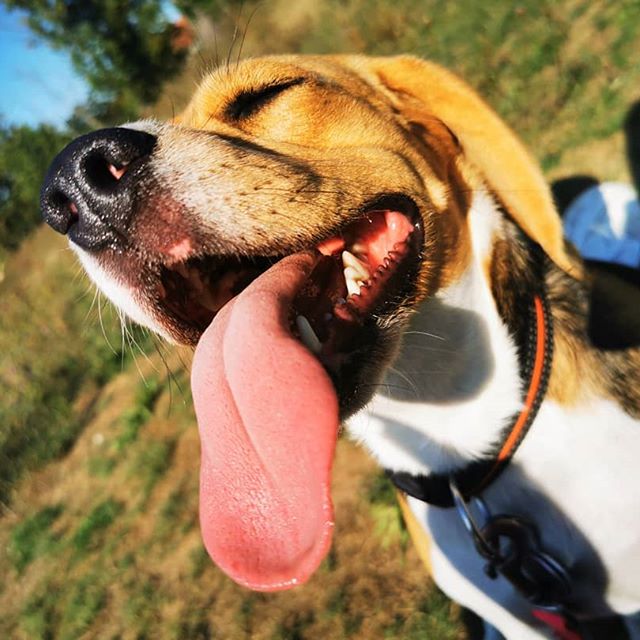 Beagle enjoying the sun in the mountain with its tongue out and closed eyes