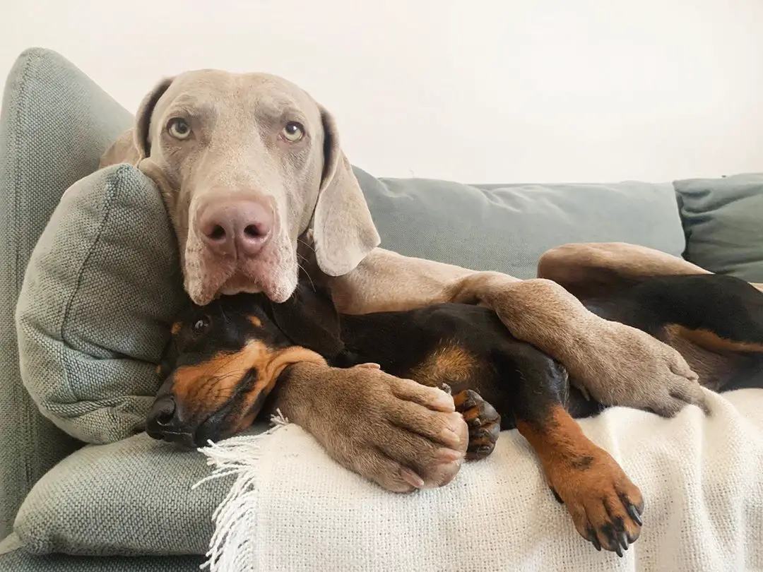 A Weimaraner lying on the couch
