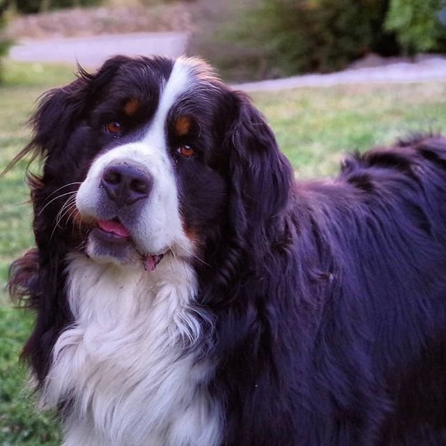 Bernese Mountain with long fluffy fur