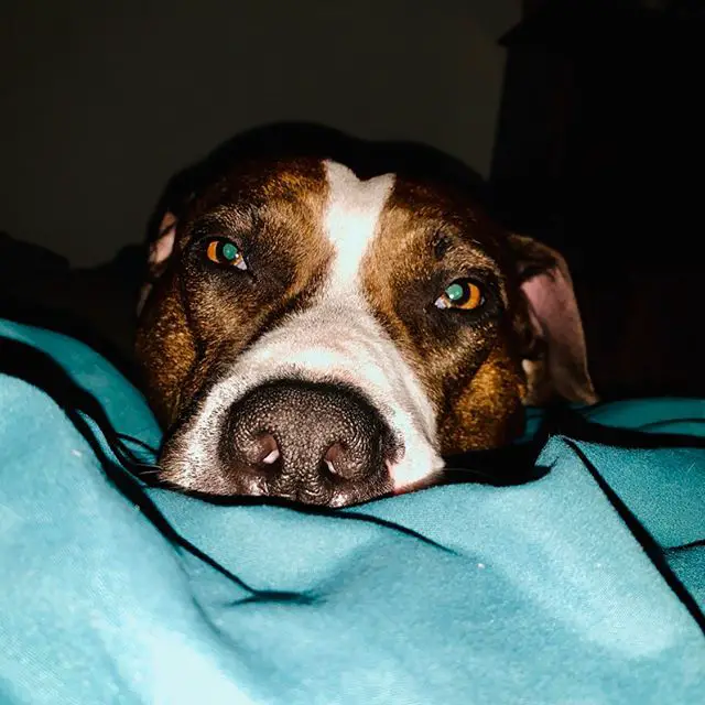 An American Staffordshire Terrier lying on the bed at night