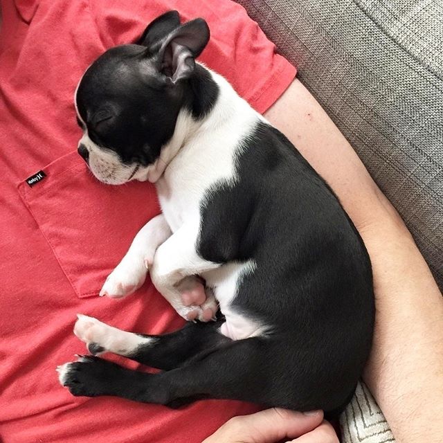 A Boston TerrierBoston Terrier puppy seeping in the arms of the man lying on the couch