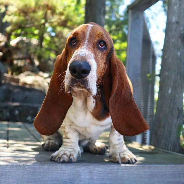 Basset Hound outdoors with its sad face