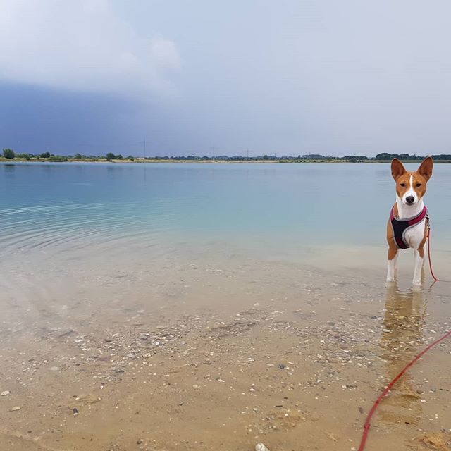 A Basenji standing by the sea