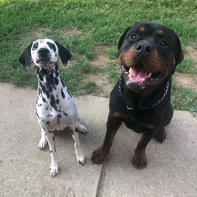 Rottweiler sitting on the pavement beside a dalamatian dog