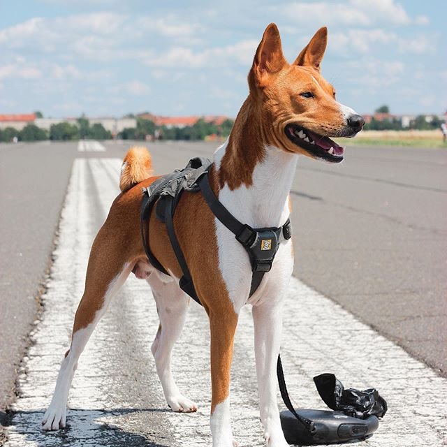 A Basenji standing on the pavement
