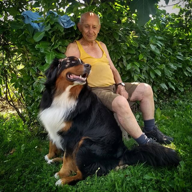 Bernese Mountain dog sitting on the green grass while looking up at its owner sitting on a chair