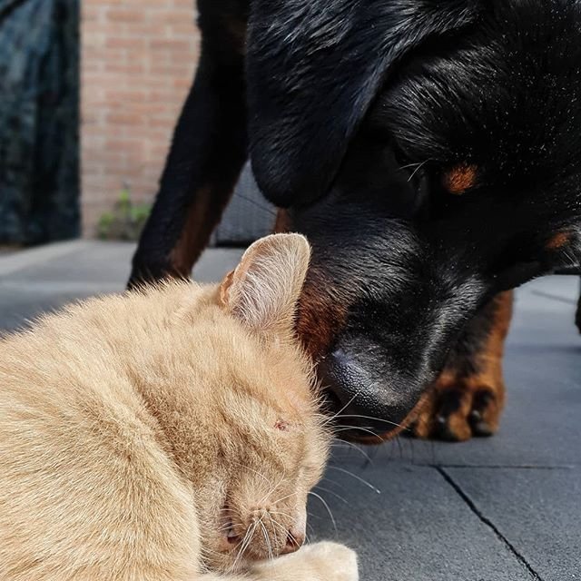 Rottweiler smelling the head of a cat