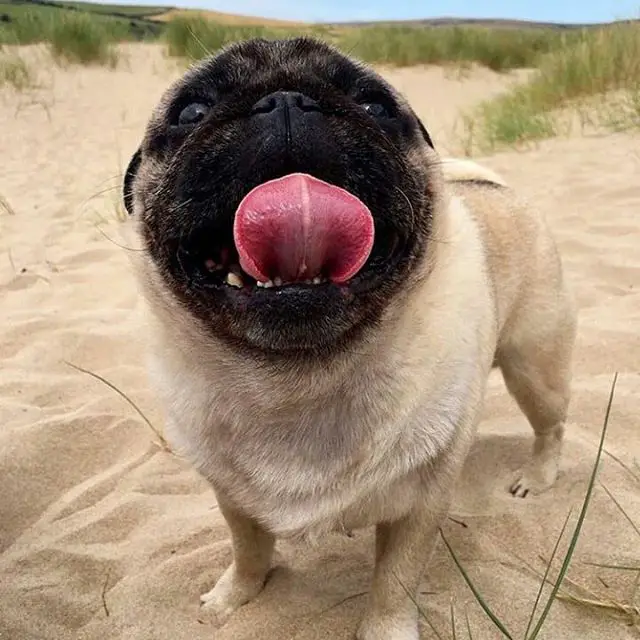 happy pug with its tongue sitcking out taking a walk by the beach