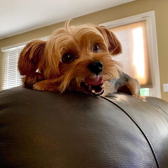 Yorkshire Terrier with its mouth wide open while lying on top of the couch