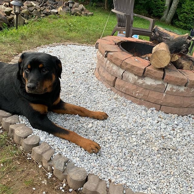 Rottweiler lying down on the edge of the fire place