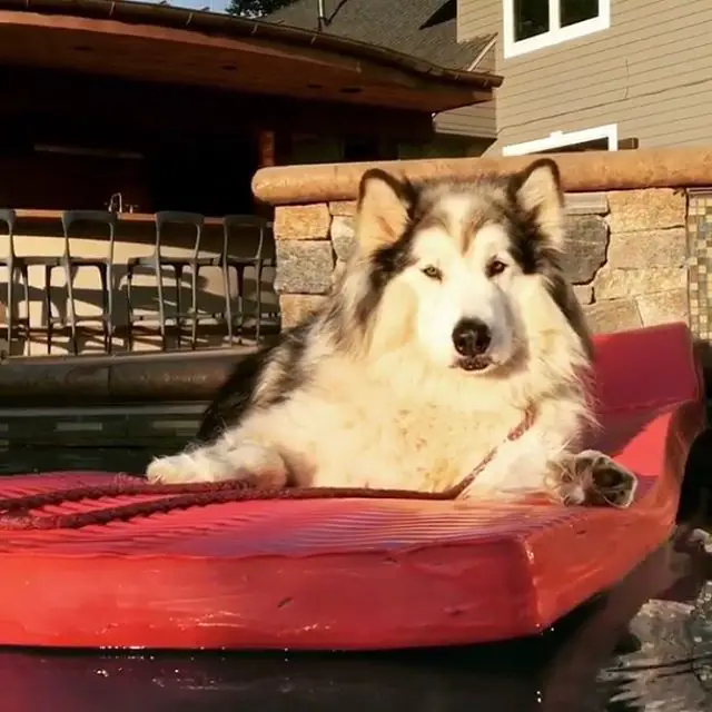 An Alaskan Malamute lying on the bed outdoors under the sun
