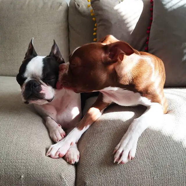 A Boston Terrier lying on the couch while being licked by another