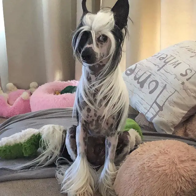A Chinese Crested Dog sitting on the bed