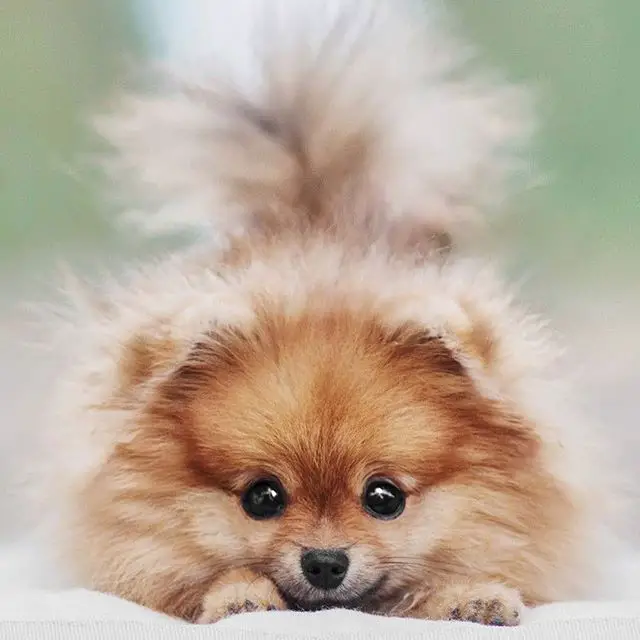 An adorable Pomeranian in a bow playing position