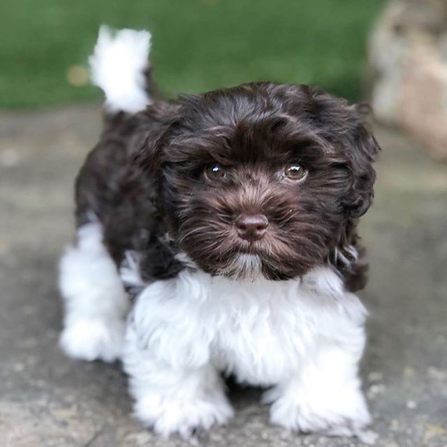 dark brown and white colored Havanese Dog walking outdoors