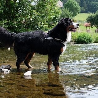 Bernese Mountain taking a walk in the river