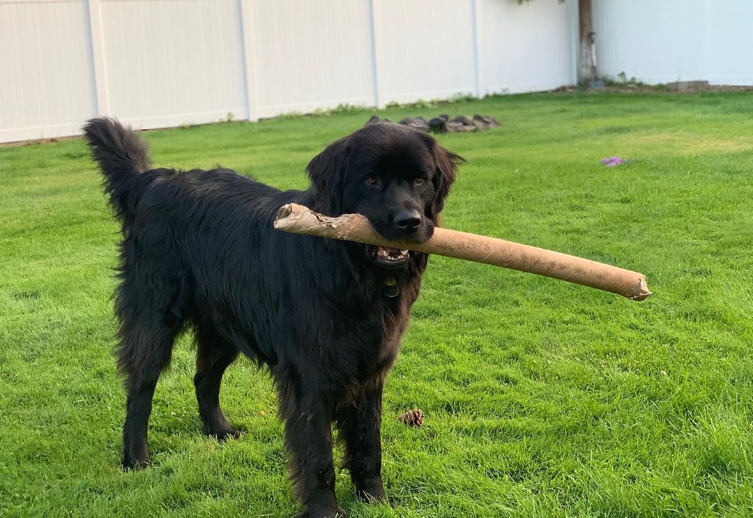 A Newfoundland standing in the yard with a large stick in its mouth
