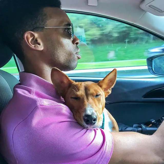 A Basenji sitting while sleeping on the lap of the man driving the car
