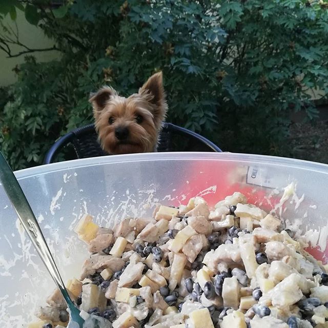 Yorkshire Terrier sitting on the chair across the table while staring the a bowl of salad