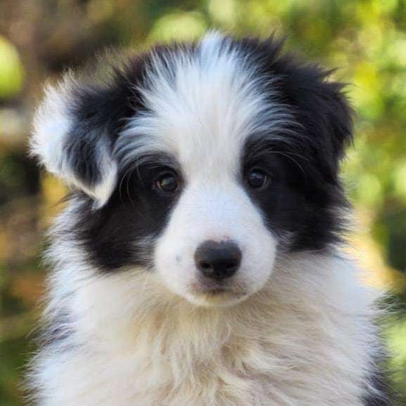 14 Bright Facts About Border Collies The Paws