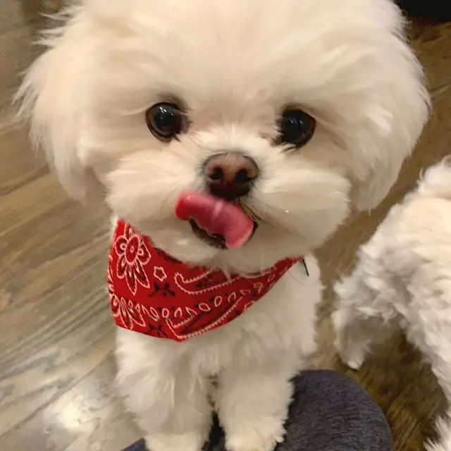 A Maltese wearing a red scarf while licking its mouth