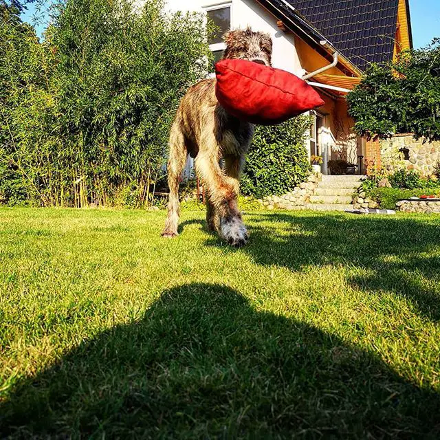 An Irish Wolfhound walking in the yard with pillow in its mouth