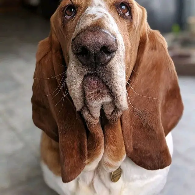 Basset Hound with its sad face