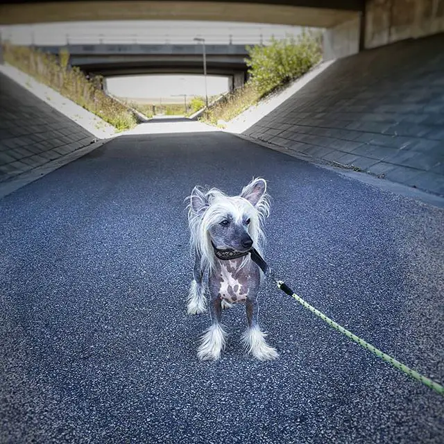 A Chinese Crested Dog standing in the middle of the tunnel road