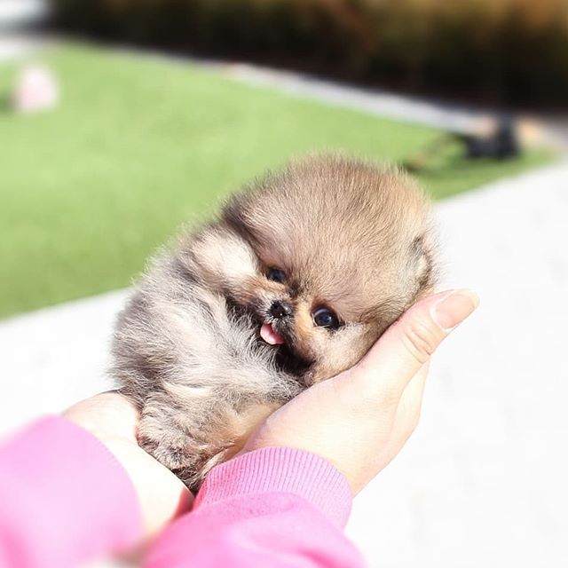 An adorable Pomeranian puppy in the hand of a woman under the sun