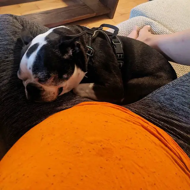 A Boston Terrier sleeping on the thigh of the pregnant woman sitting on the couch