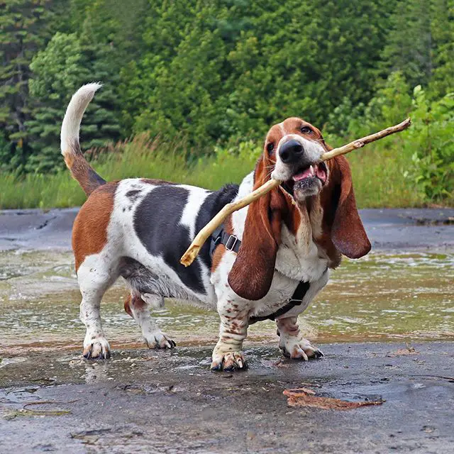 Basset Hound holding a stick with its mouth