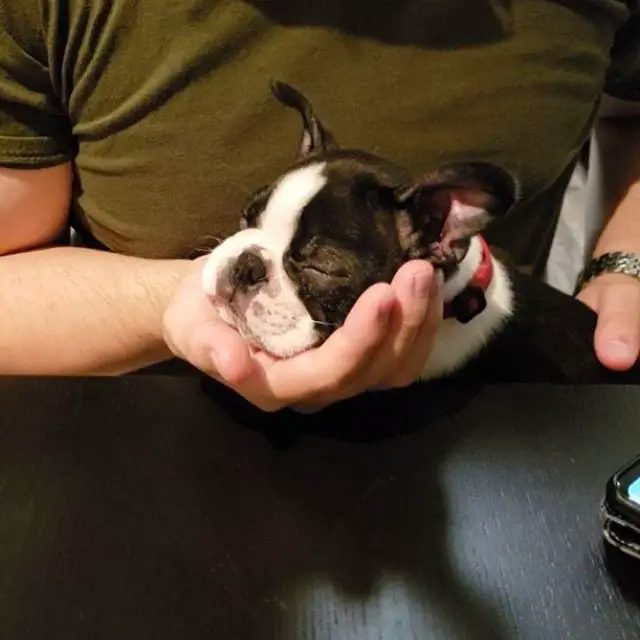 A Boston Terrier sleeping on the lap of the person with its face on his hands