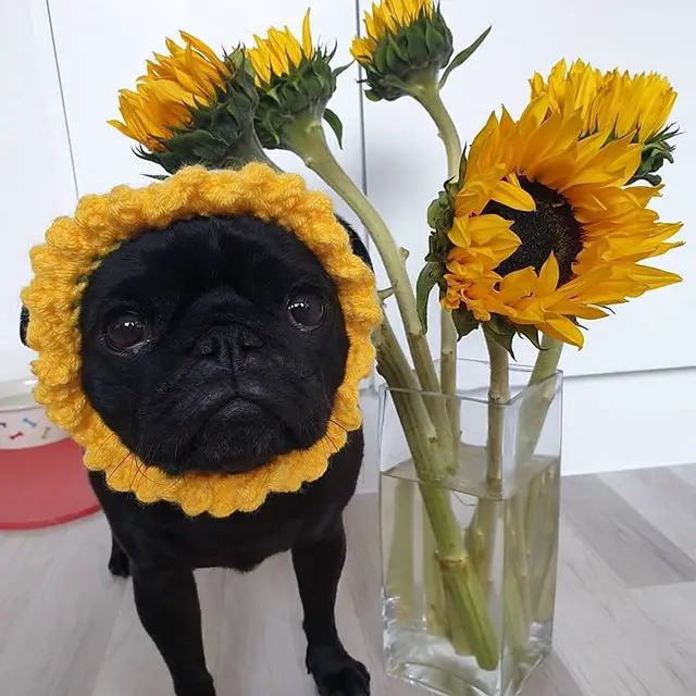 black pug in sunflower look beside a vase with sunflowers