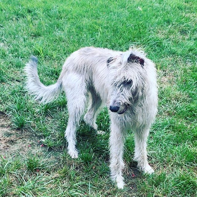 An Irish Wolfhound standing on the grass