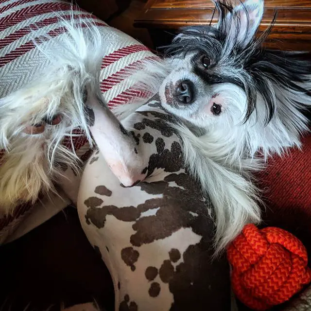 A Chinese Crested Dog lying on its bed
