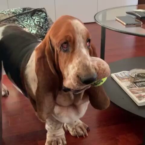 Basset Hound with a ball in its mouth