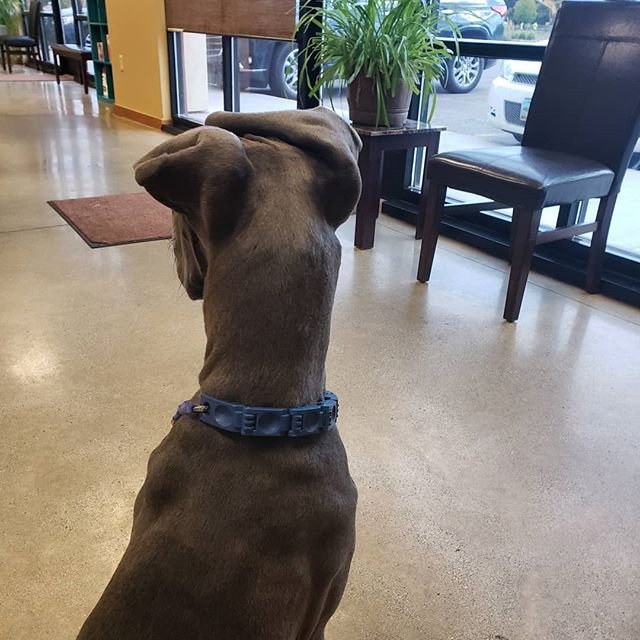 A Great Dane sitting on the floor with its fold ears