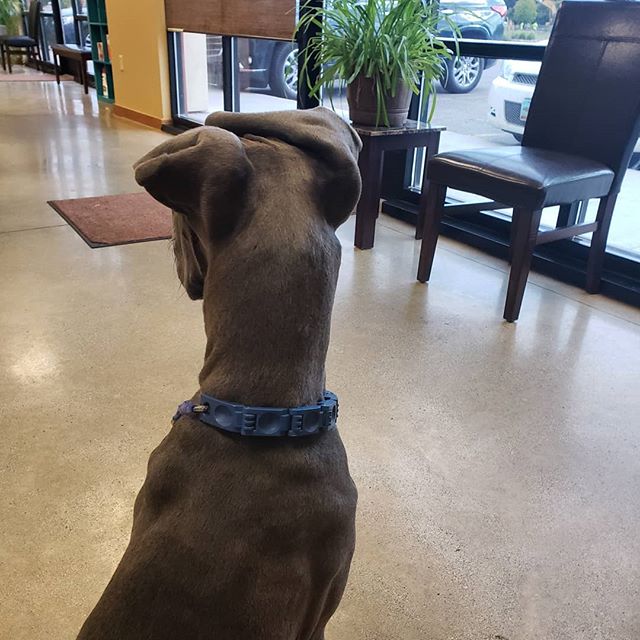 A Great Dane sitting on the floor with its fold ears