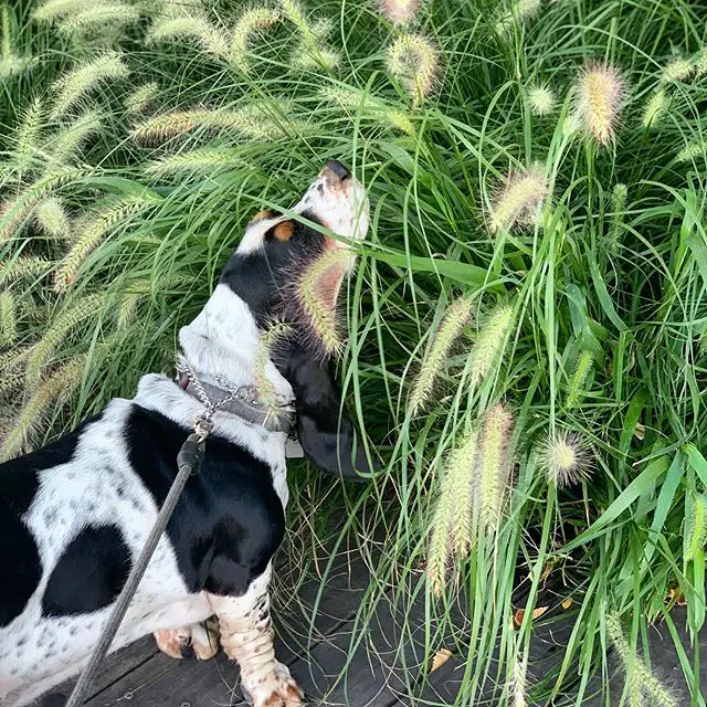 Basset Hound smelling the grass