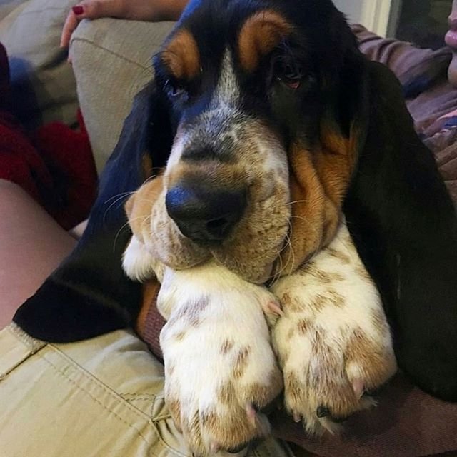 Basset Hound on its owner's lap