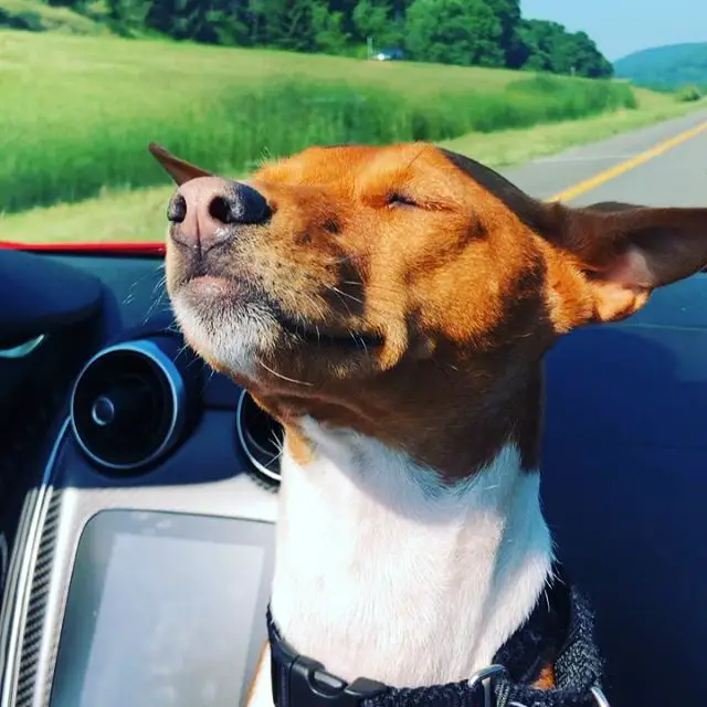 A Basenji riding the car while smiling the air and with sunlight on its face