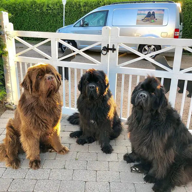 two black and one brown Newfoundland sitting on the pavement in the front gate